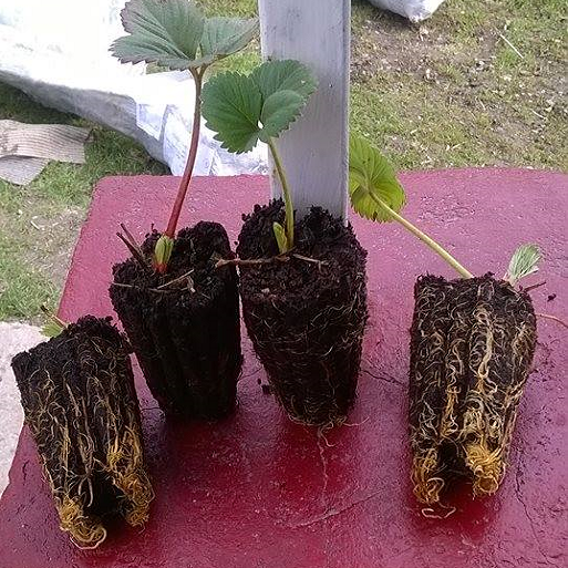 Stoloni de capsuni olanda